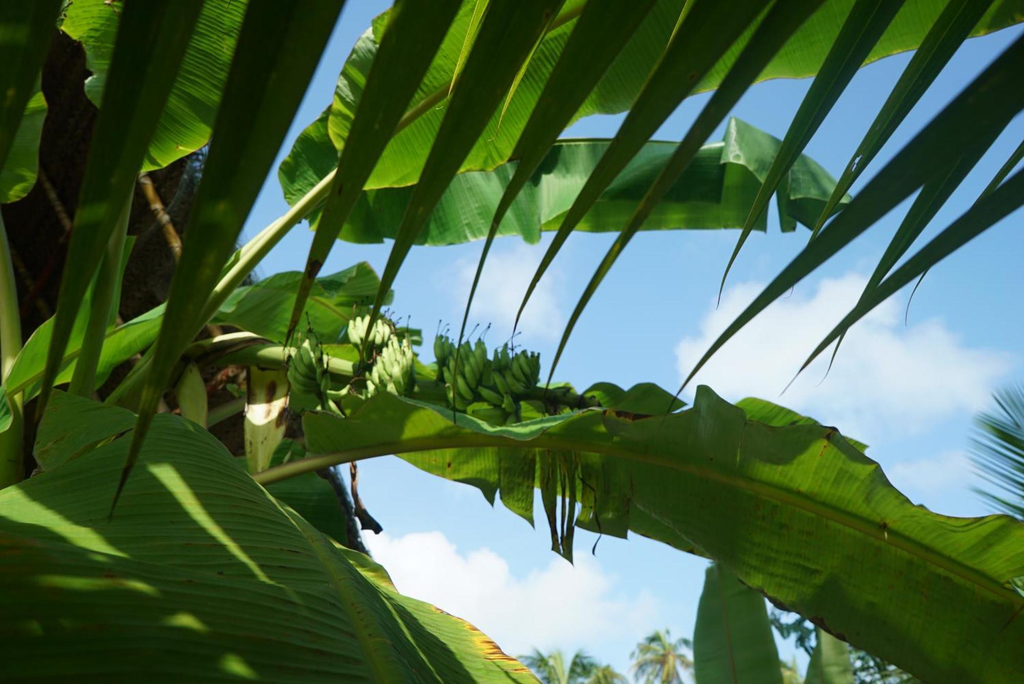 Red Coconut Villa Bentota Eksteriør bilde