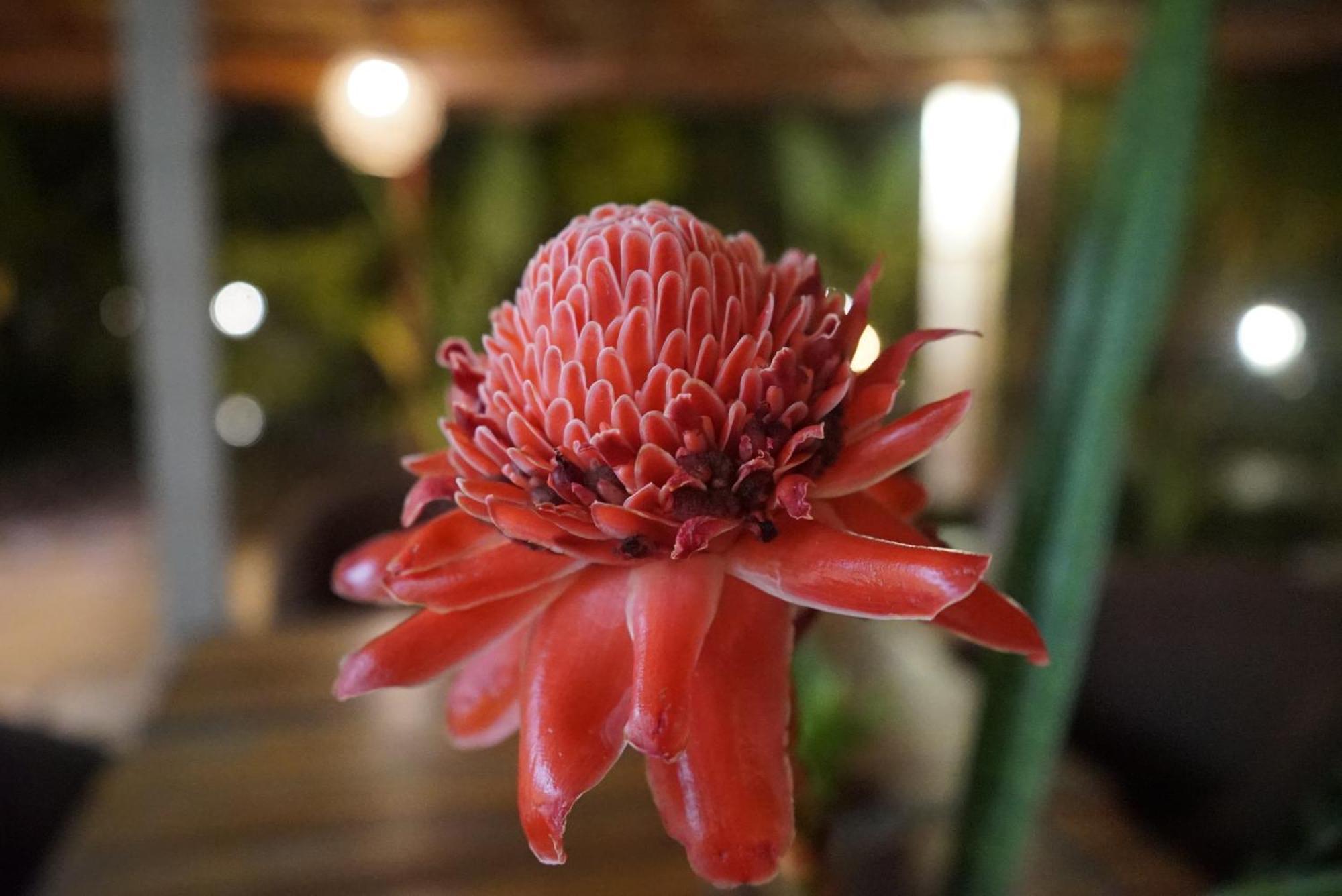 Red Coconut Villa Bentota Eksteriør bilde
